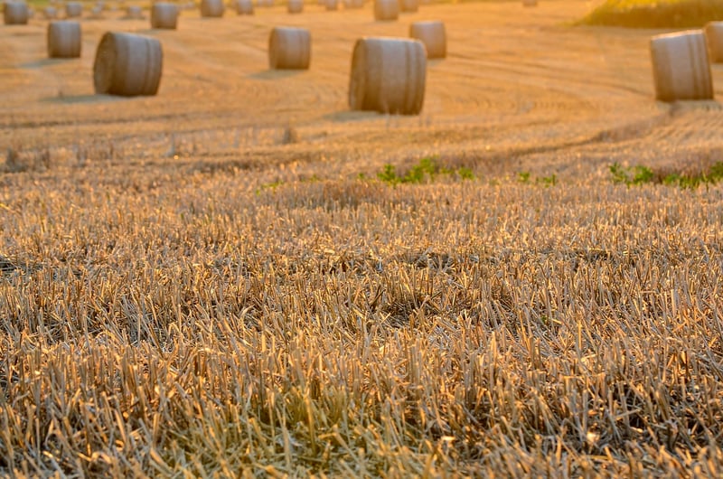 Harvest Timing