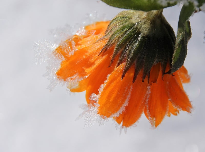Marigolds